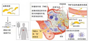 减毒细菌治疗机制